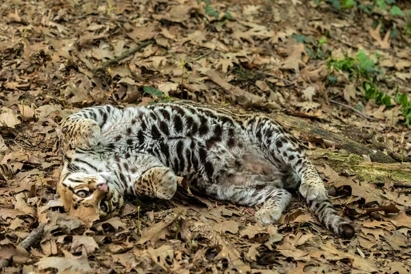 Oselot Leopardus Pardalis Orta Büyüklükte 4050 Ulaşan Bir Benekli Kedidir — Stok fotoğraf