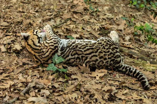 Ocelot Leopardus Pardalis Gatto Selvatico Maculato Medie Dimensioni Che Raggiunge — Foto Stock