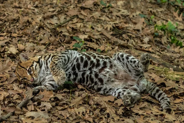 Oselot Leopardus Pardalis Orta Büyüklükte 4050 Ulaşan Bir Benekli Kedidir — Stok fotoğraf