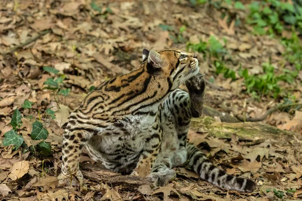 Ocelot Leopardus Pardalis Jest Średniej Wielkości Dzikim Kotem Który Osiąga — Zdjęcie stockowe