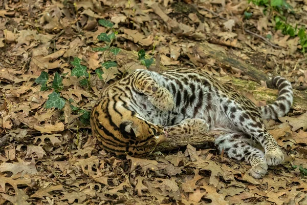Ocelot Leopardus Pardalis Gato Selvagem Manchado Tamanho Médio Que Atinge — Fotografia de Stock