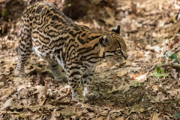 Ocelot Leopardus Pardalis Gatto Selvatico Maculato Medie Dimensioni Che Raggiunge — Foto Stock
