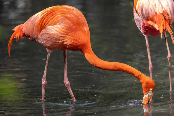 Фламинго Фламинго Являются Разновидностью Болотных Птиц Семейства Phoenicopteridae Которое Является — стоковое фото