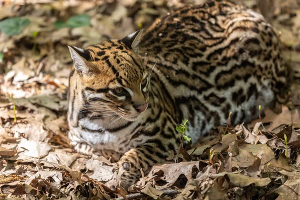 Очелот Leopardus Pardalis Дикий Кіт Середнього Розміру Який Досягає 4050 — стокове фото
