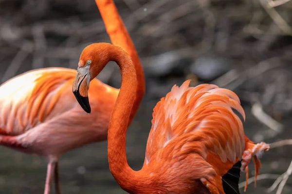 Фламинго Фламинго Являются Разновидностью Болотных Птиц Семейства Phoenicopteridae Которое Является — стоковое фото