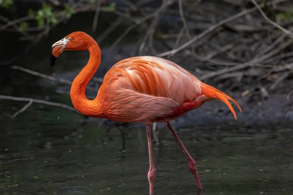 Flamingos Flamingoes Type Wading Bird Family Phoenicopteridae Which Only Extant — Photo
