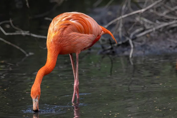Flamingos or flamingoes are a type of wading bird in the family Phoenicopteridae, which is the only extant family in the order Phoenicopteriformes.