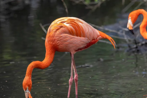 Flamingos or flamingoes are a type of wading bird in the family Phoenicopteridae, which is the only extant family in the order Phoenicopteriformes.