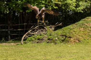 Altın Kartal (Aquila chrysaetos), Kuzey Yarımküre 'de yaşayan bir yırtıcı kuş türüdür..