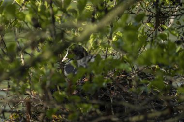Coots, Rallidae familyasından orta büyüklükte bir su kuşudur.
