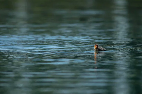 Куты Водоплавающие Птицы Среднего Размера Принадлежащие Семейству Rallidae — стоковое фото
