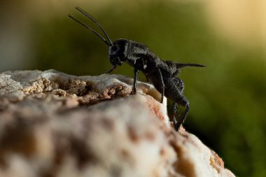 Gryllus bimaculatus, Gryllinae familyasından bir çekirge türü..