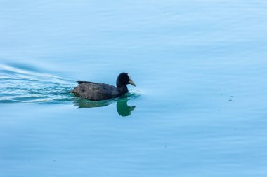 Coots, Rallidae familyasından orta büyüklükte bir su kuşudur..