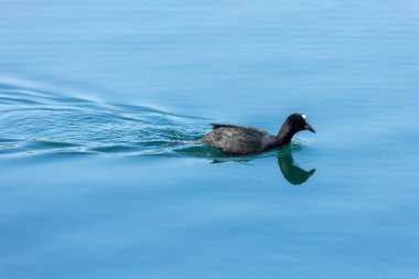 Coots, Rallidae familyasından orta büyüklükte bir su kuşudur..