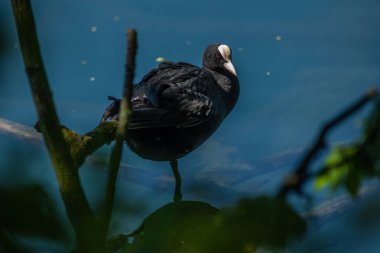 Coots, Rallidae familyasından orta büyüklükte bir su kuşudur..