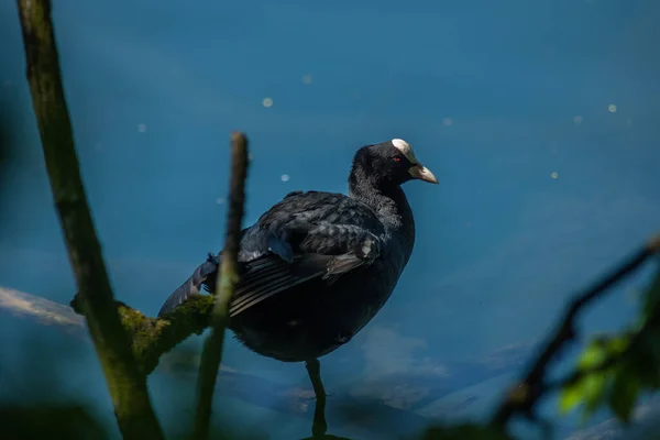Les Cuisses Sont Des Oiseaux Aquatiques Taille Moyenne Qui Font — Photo