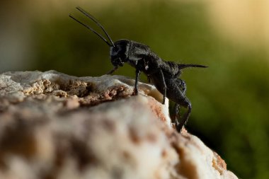 Gryllus bimaculatus, Gryllinae familyasından bir çekirge türü..