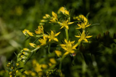 Sedum, Crassulaceae familyasına ait büyük bir bitki cinsidir ve bu bitki familyasının üyeleri genellikle taşçullar olarak bilinir.