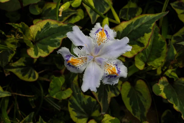 Iris Japonica Κοινώς Γνωστή Περιθωριακή Ίριδα Shaga Και Πεταλούδα Λουλούδι — Φωτογραφία Αρχείου