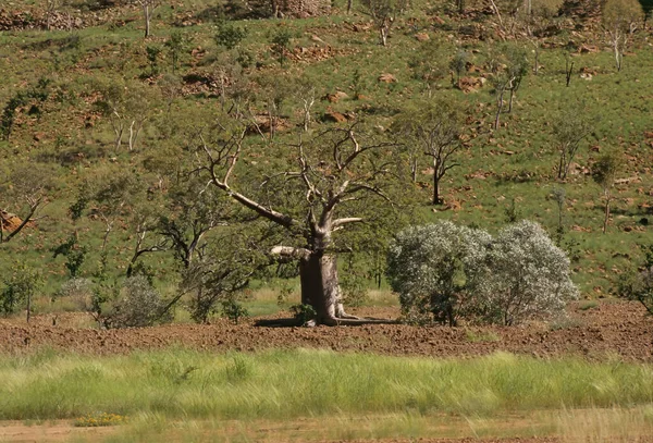 Adansonia Gregorii Malvaceae Familyasından Batı Avustralya Nın Kuzey Bölgelerine Avustralya — Stok fotoğraf