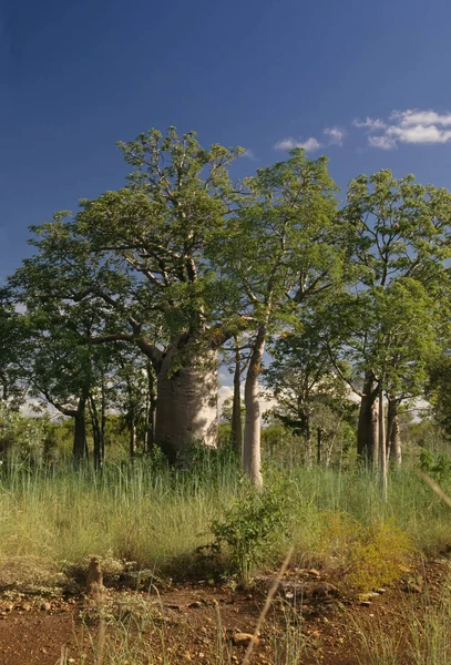 소니아 Adansonia Gregorii 나무로 알려져 이름으로 도알려져 있으며 오스트레일리아 북부와 — 스톡 사진