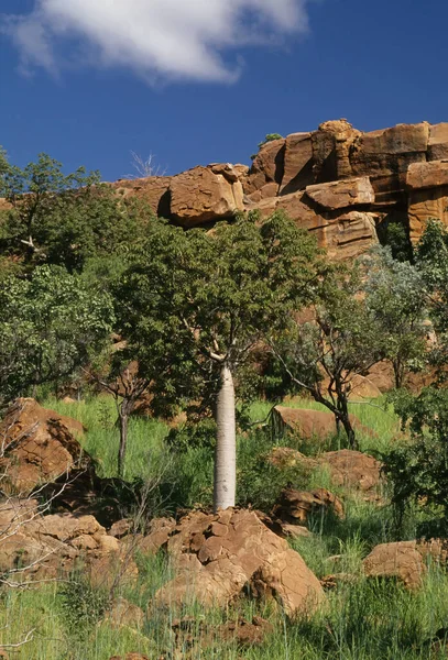 アデノニア グレゴリイ Adansonia Gregorii 通称ボブとも呼ばれ 他にも数多くの名前で知られる オーストラリア北西部やオーストラリア北部に自生するマルバセア科の木である — ストック写真