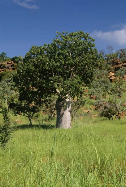Adansonia Gregorii Árbol Familia Malvaceae Endémico Las Regiones Septentrionales Australia — Foto de Stock