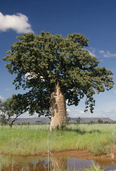 소니아 Adansonia Gregorii 나무로 알려져 이름으로 도알려져 있으며 오스트레일리아 북부와 — 스톡 사진