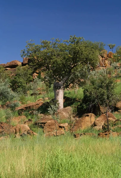 大羚羊 Adansonia Gregorii 通常被称为Boab 也有许多其他的名字 是一种乔木科植物 原产于澳大利亚北部地区和澳大利亚北部地区 — 图库照片