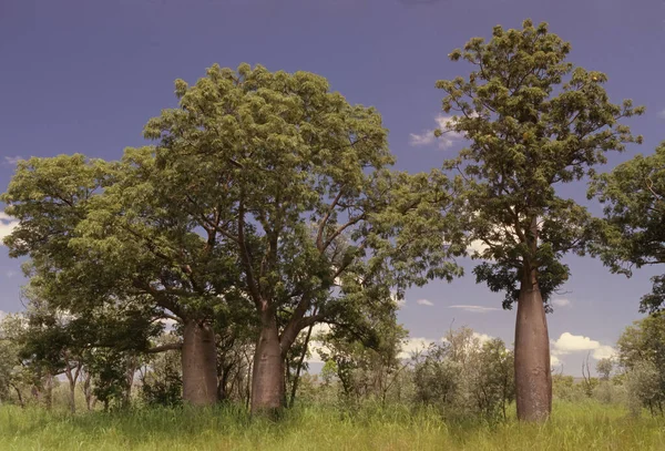 Adansonia Gregorii Uma Espécie Árvore Família Malvaceae Endêmica Das Regiões — Fotografia de Stock