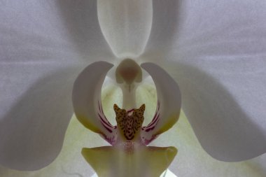 Phalaenopsis amabilis, Orkide familyasından Orkide familyasına ait bir orkide türüdür..