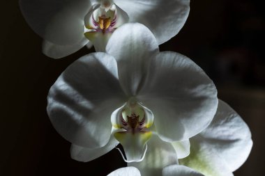 Phalaenopsis amabilis, Orkide familyasından Orkide familyasına ait bir orkide türüdür..