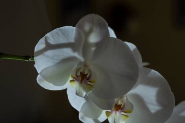 Phalaenopsis amabilis, Orkide familyasından Orkide familyasına ait bir orkide türüdür..