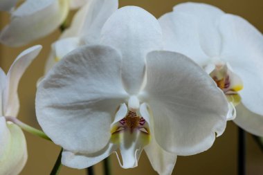 Phalaenopsis amabilis, Orkide familyasından Orkide familyasına ait bir orkide türüdür..