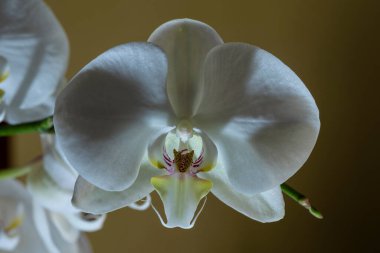 Phalaenopsis amabilis, Orkide familyasından Orkide familyasına ait bir orkide türüdür..