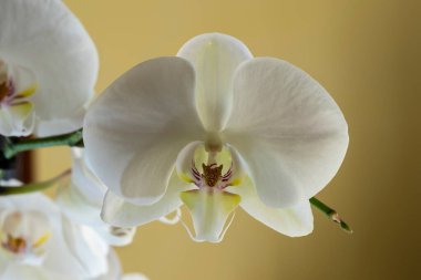 Phalaenopsis amabilis, Orkide familyasından Orkide familyasına ait bir orkide türüdür..