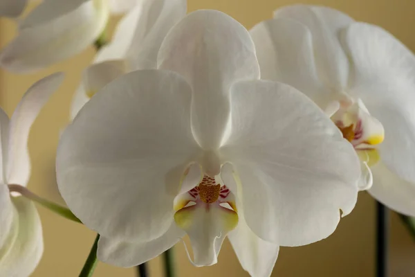 stock image Phalaenopsis amabilis, commonly known as the moon orchid, moth orchid, or mariposa orchid, is a species of flowering plant in the orchid family Orchidaceae.