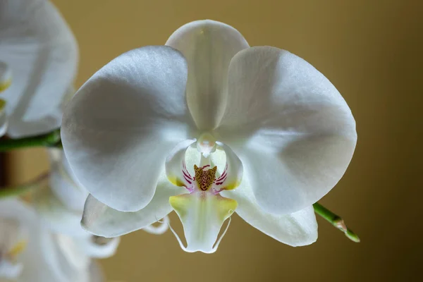 Phalaenopsis amabilis, commonly known as the moon orchid, moth orchid, or mariposa orchid, is a species of flowering plant in the orchid family Orchidaceae.