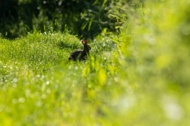 Avrupa tavşanı (Oryctolagus cuniculus), İber Yarımadası (İspanya, Portekiz ve Andorra), batı Fransa ve kuzeybatı Afrika 'daki Atlas Dağları' na özgü bir tavşan türüdür.