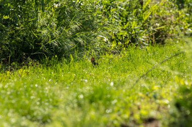 Avrupa tavşanı (Oryctolagus cuniculus), İber Yarımadası (İspanya, Portekiz ve Andorra), batı Fransa ve kuzeybatı Afrika 'daki Atlas Dağları' na özgü bir tavşan türüdür.