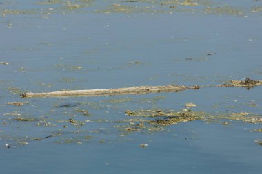 Po, İtalyanca: Latince: Padus veya ridanus; Antik Liguryaca: Bodincus veya Bodencus İtalya 'nın en uzun nehridir. Kuzey İtalya 'dan doğuya doğru akar. Cottian Alplerinden başlar..