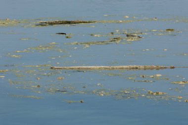 Po, İtalyanca: Latince: Padus veya ridanus; Antik Liguryaca: Bodincus veya Bodencus İtalya 'nın en uzun nehridir. Kuzey İtalya 'dan doğuya doğru akar. Cottian Alplerinden başlar..