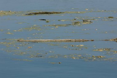 Po, İtalyanca: Latince: Padus veya ridanus; Antik Liguryaca: Bodincus veya Bodencus İtalya 'nın en uzun nehridir. Kuzey İtalya 'dan doğuya doğru akar. Cottian Alplerinden başlar..