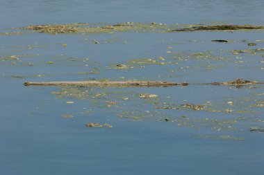 Po, İtalyanca: Latince: Padus veya ridanus; Antik Liguryaca: Bodincus veya Bodencus İtalya 'nın en uzun nehridir. Kuzey İtalya 'dan doğuya doğru akar. Cottian Alplerinden başlar..