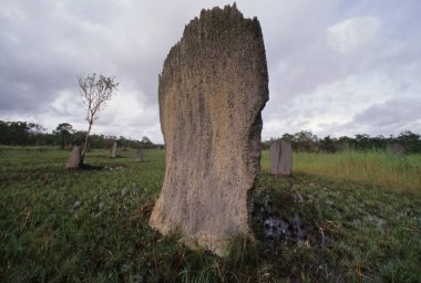 Amitermes meridionalis, Termitidae familyasından bir böcek türüdür..