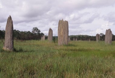 Amitermes meridionalis, Termitidae familyasından bir böcek türüdür..