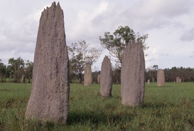 Amitermes meridionalis, Termitidae familyasından bir böcek türüdür..