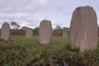 Amitermes meridionalis, Termitidae familyasından bir böcek türüdür..