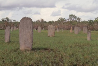 Amitermes meridionalis, Termitidae familyasından bir böcek türüdür..