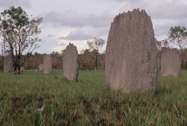 Amitermes meridionalis, Termitidae familyasından bir böcek türüdür..